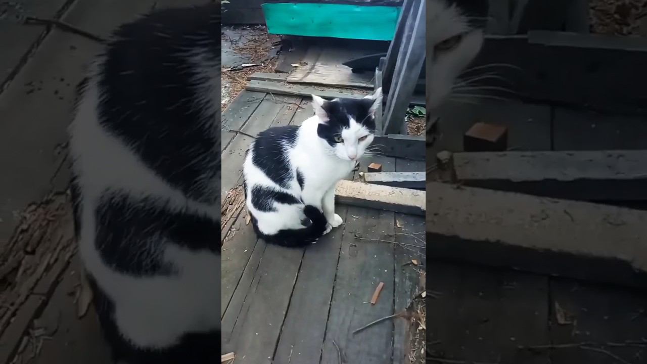 Марсик самый любимый кот. Скучаю. #кот #питомцы #милота #cat #дача #лето2023 #любовь #песня #вечер смотреть онлайн