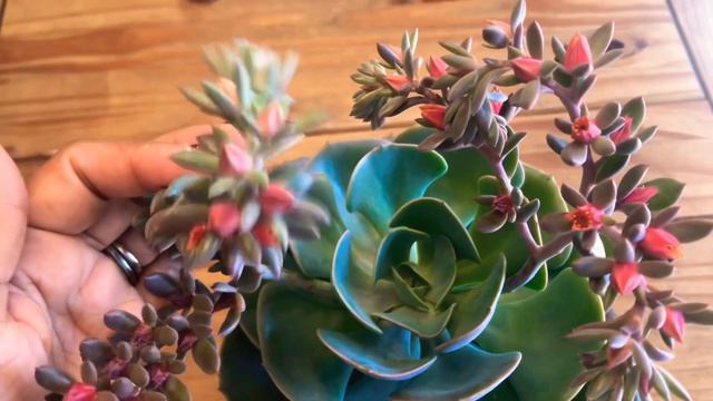 🧚🏻♀️🦋ECHEVERIA DASTY ROSE/una Planta sucuenta🧚🏻♀️🦋 смотреть онлайн