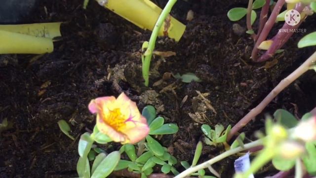 MY CINDERELLA PLANTS ARE BLOOMING FLOWERS AFTER 2 & 3 DAYS | UPDATE CINDERELLA PLANTS🌸 смотреть онлайн