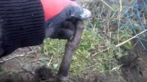 размножение винограда- прикопав ветку винограда через год шикарный саженец