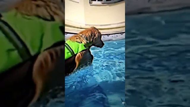 Золотистый ретривер топ 💞 🦮