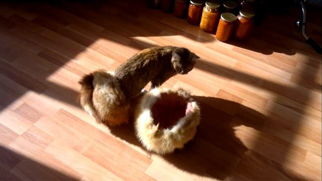 Вылупление кисы из кошачьего яйца