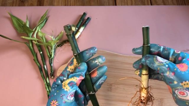 HOW TO SAVE LUCKY BAMBOO FROM DYING | PROPAGATE LUCKY BAMBOO FROM CUTTINGS | LUCKY BAMBOO IN WATER смотреть онлайн