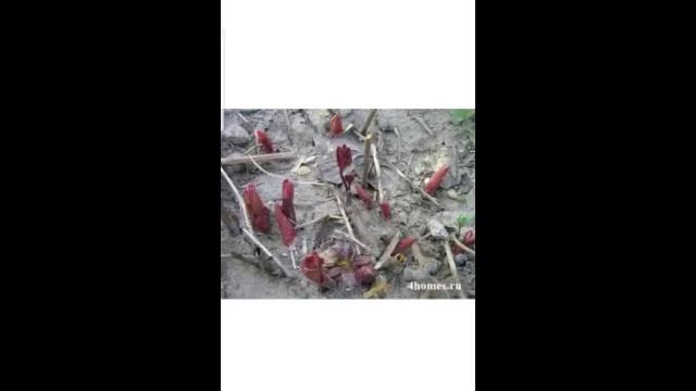 Посадка пионов!💐💐💐🦋🦋🦋 смотреть онлайн