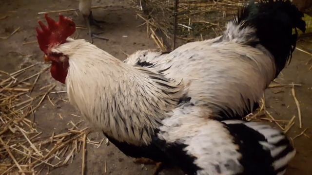 куры Загорские лососевые генофонд России в Украине/ Хитрук Елена