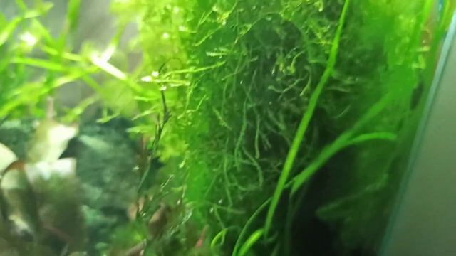 Креветочник 30 л/Аквариум Акваэль 30 л/ My 30 l aquarium Aquael with shrimps and plants смотреть онлайн
