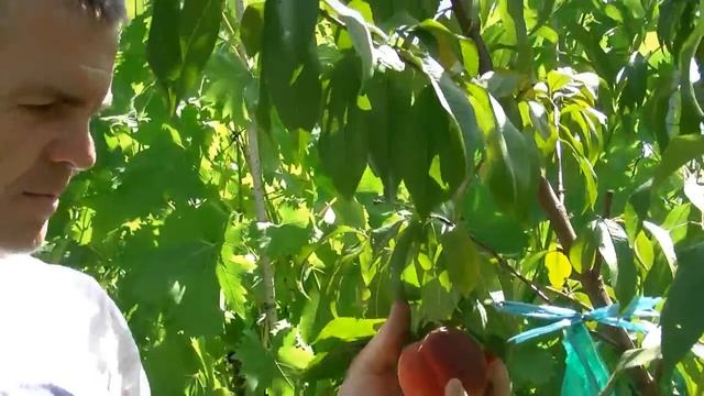 Персик Твард Тардив Т 3 (Вайн гольд),обещаный обзор. смотреть онлайн