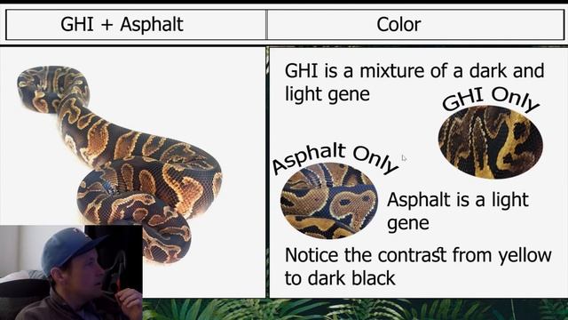Planning For GHI Ball Python Morph Combos | Breeder Detail | Jack's Reptiles смотреть онлайн
