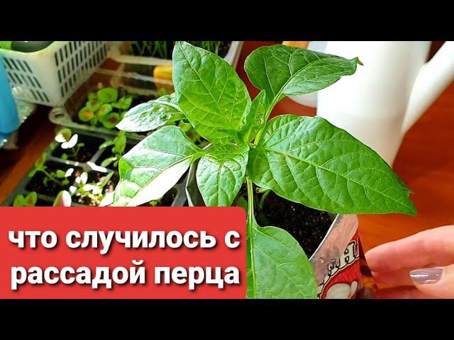 Бугорки на листьях перца, что делать при Оэдеме?Можно ли подсыпать грунт рассаде перце
