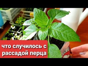 Бугорки на листьях перца, что делать при Оэдеме?Можно ли подсыпать грунт рассаде перце