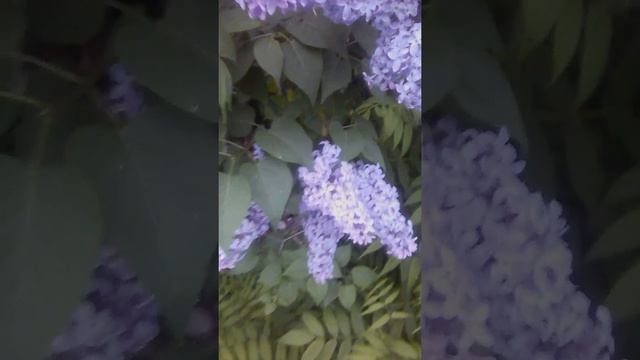 📹 Просто сирень. смотреть онлайн