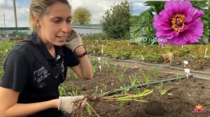 Пионы. Осенние хлопоты. Как посадить пион? / Сад Ворошиловой