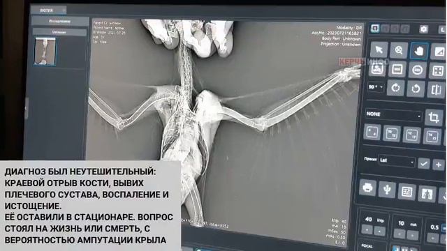 Керчане спасли хищную птицу смотреть онлайн