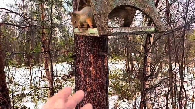 Видео белка в парке города Мурманска #белка #парк #мурманск @visitmurmansk (Visitmurmansk.info) смотреть онлайн