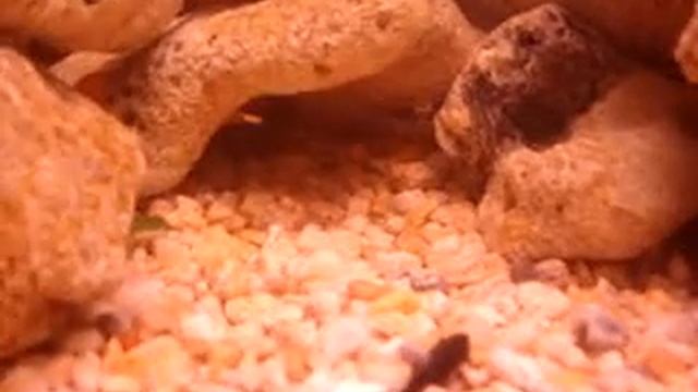 12 Lazaro Cardenas смотреть онлайн