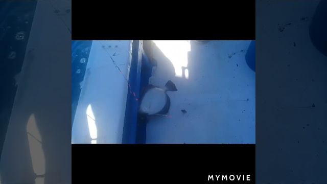 Ловим камбалу район поворотного буя смотреть онлайн