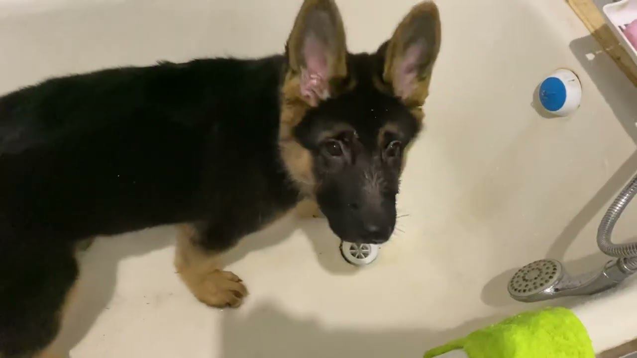 Смешное. Немецкая овчарка копает воду в ванне .