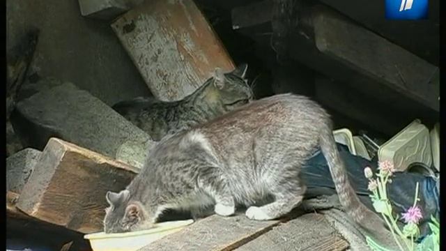 Таллиннском приюте для животных беспричинно усыпляют кошек смотреть онлайн