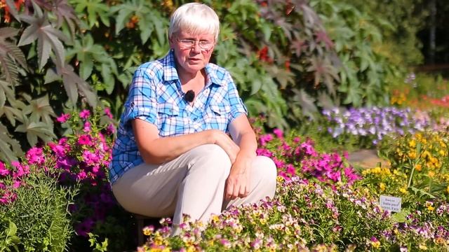 Виола Карамель от компании Гавриш. Нежные фиалки с радужной палитрой. Яркая цветочная клумба. смотреть онлайн