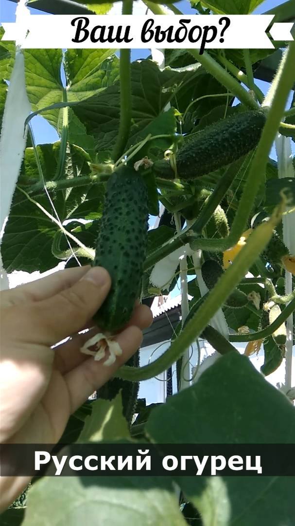 Выбор огурца: русский или китайский? смотреть онлайн