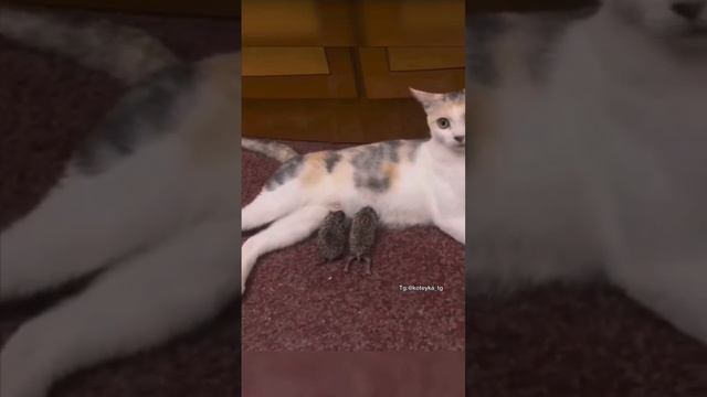 Вот это и есть "Ёжкин Кот"-не знали? #теперьтызнаешь#ёшкинкот #мамы #мама #ёжик #ежи #кошка #яжемат смотреть онлайн