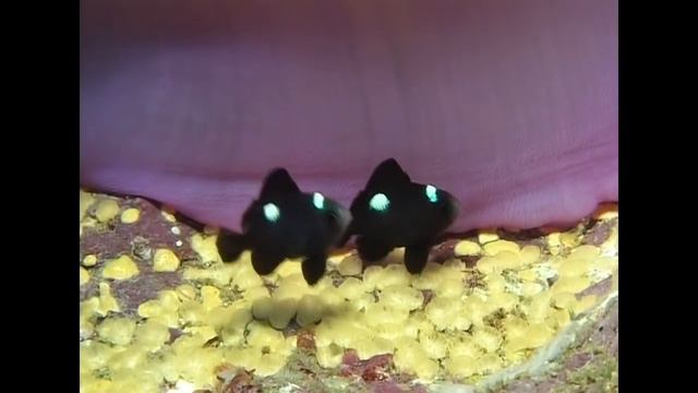 Symbiosis & Anemonefish - Reef Life of the Andaman - Part 18 смотреть онлайн