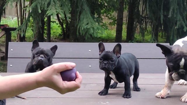 Французский бульдог, щенок. смотреть онлайн