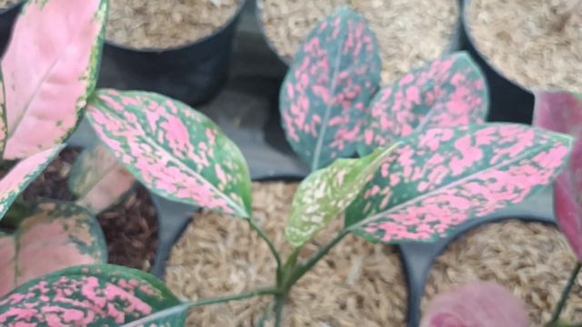 Lovely Aglaonema Plant - Chinese Evergreen with Name смотреть онлайн