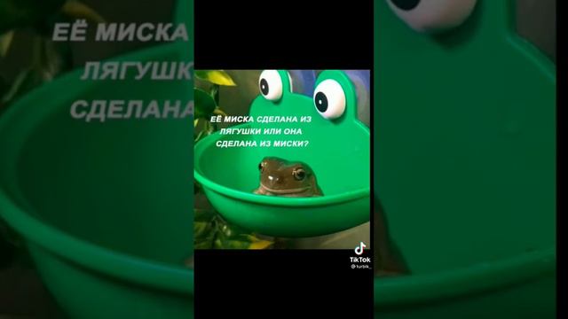 Лягушка и ее миска #shorts смотреть онлайн