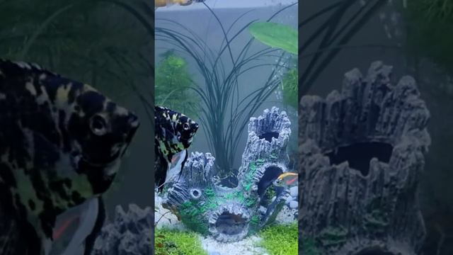 My fresh water aquarium смотреть онлайн