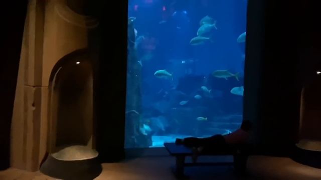 ВЛОГ Наш друг КЕМП ! Идём в океанариум ! Тестируем ванну-яйцо смотреть онлайн