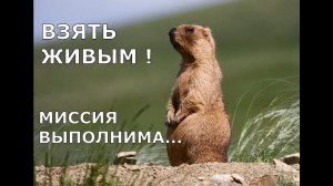 Охота на Сурка без оружия)) Байбак взят живым!