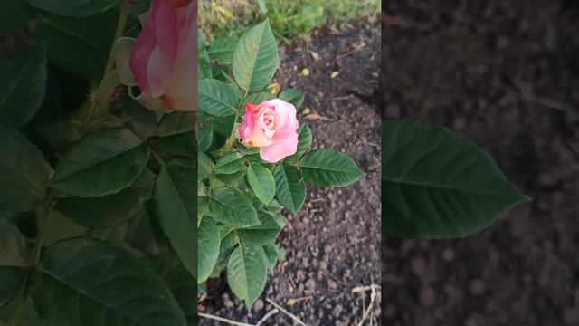 My beautiful rose Augusta Luise/ моя красуня троянда Августа Луїза смотреть онлайн