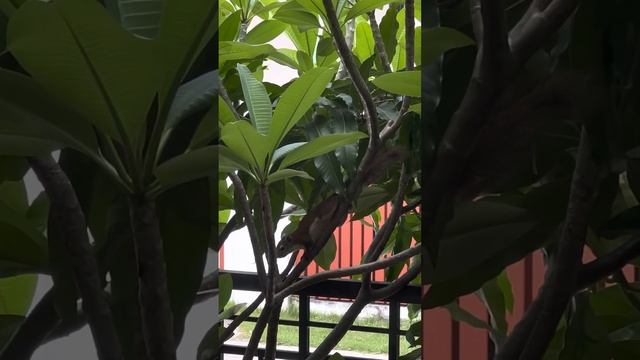 Tupaia смотреть онлайн