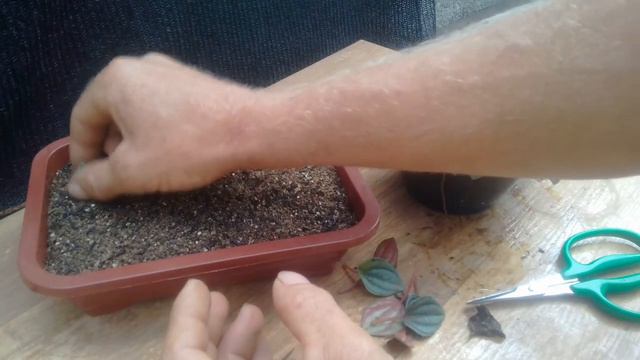 plantando a folha de peperomia смотреть онлайн