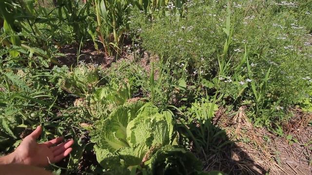 Mid-Summer Greens for a Midwestern Garden смотреть онлайн