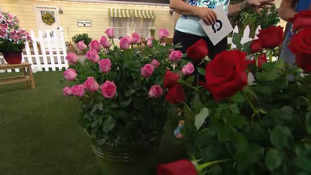 Cottage Farms 3-piece Reblooming Fire & Ice Rose Collection With Carolyn Gracie