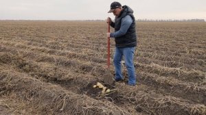 Сорт картофеля Сильвана на юге России