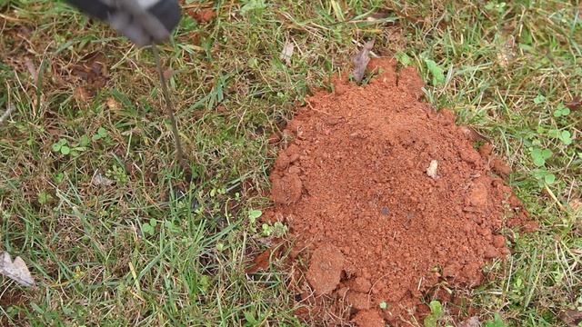 How to Find Active Mole Tunnels смотреть онлайн