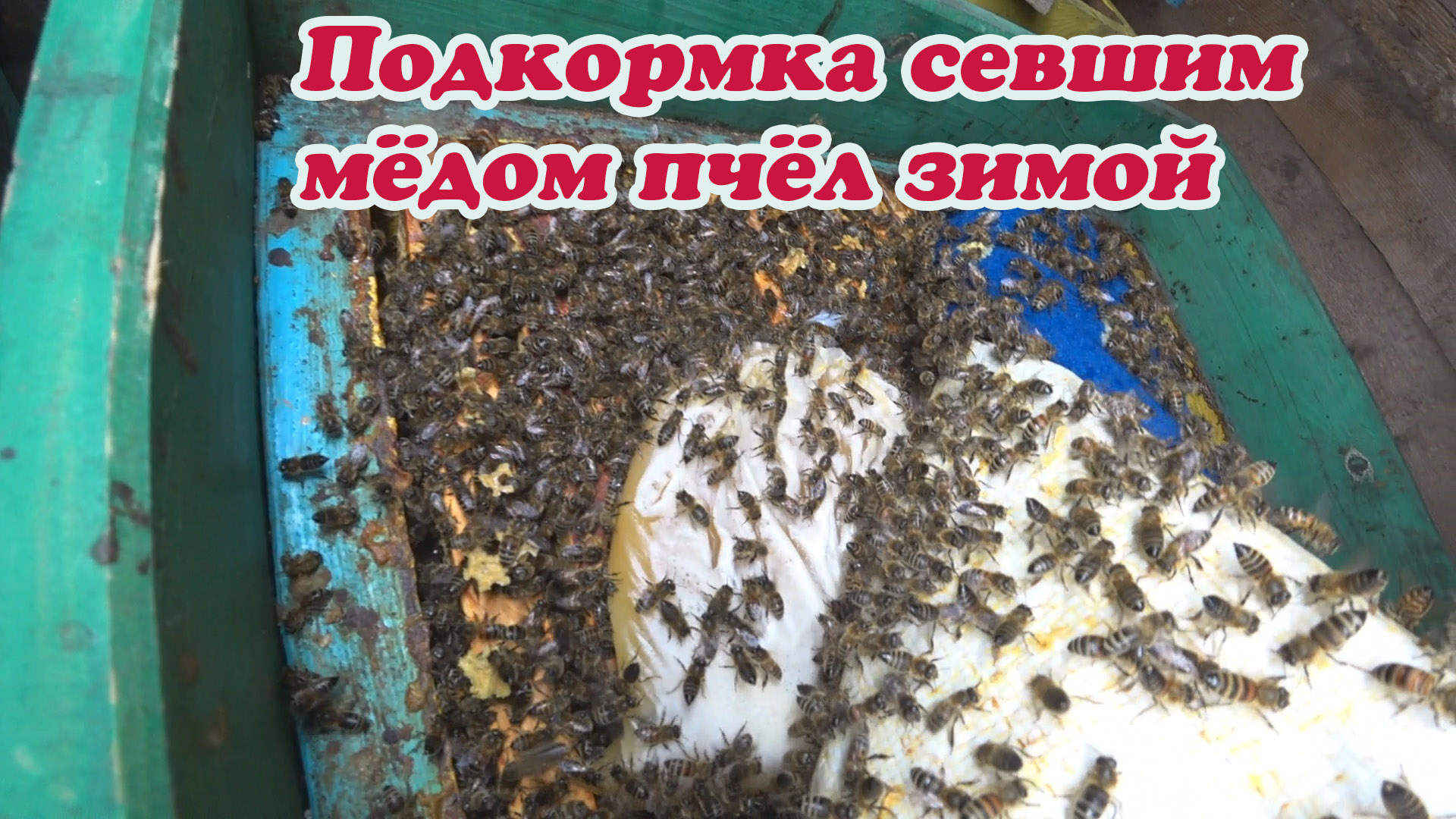 ДАЛ СЕВШИЙ МЁД В ПАКЕТАХ ПЧЁЛАМ, КАК ЕГО БЕРУТ СПУСТЯ ПЯТЬ ДНЕЙ. смотреть онлайн