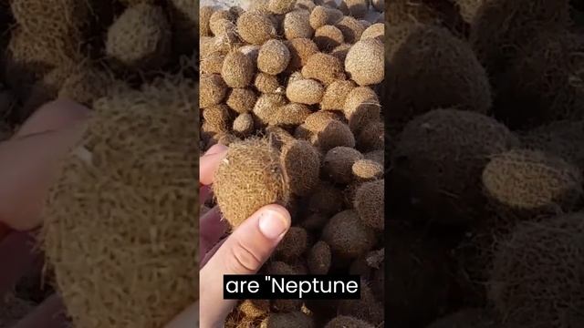 What Are These Strange Hairy Balls? #SHORTS смотреть онлайн