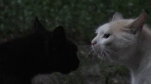 Коты///Драка за территорию///