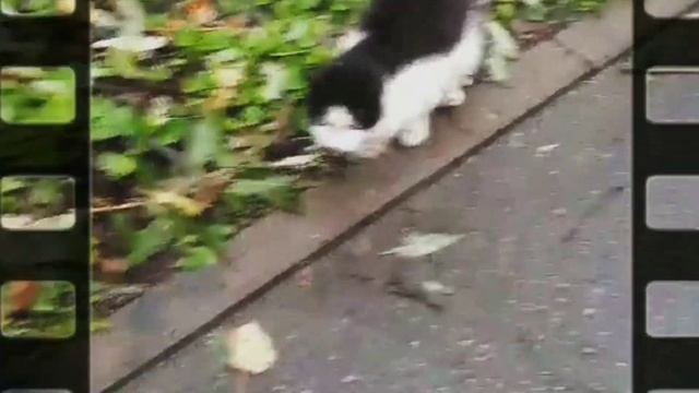 Помогаю бездомным животным, кормлю котиков смотреть онлайн