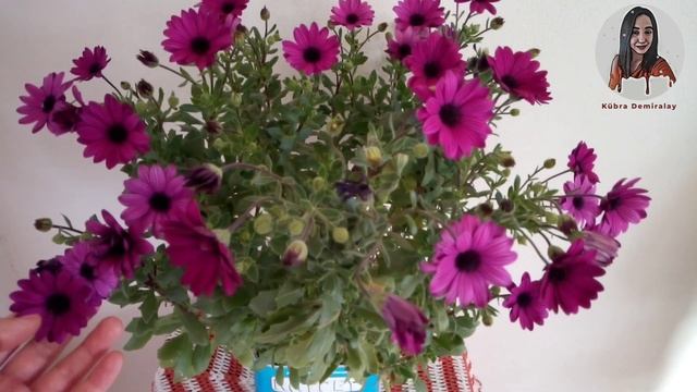 Bodrum Papatyası ( Afrika Papatyası - Osteospermum fruticosum ) Bakımı смотреть онлайн