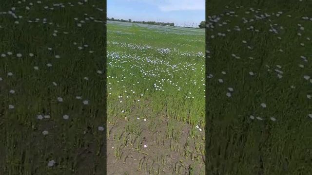 Лён,лён,лён,кругом цветущий лен!