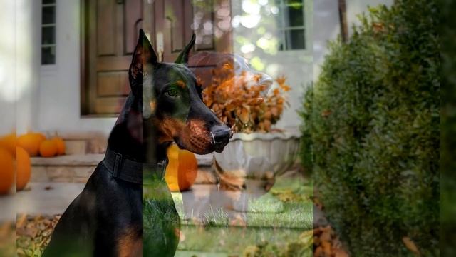 Доберман. Плюсы и минусы, Цена, Как выбрать, Факты, Уход, История смотреть онлайн