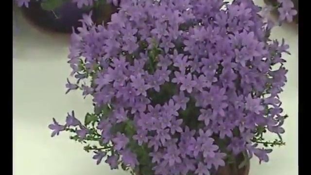 FWV202442 01 Rosa Danica Campanula Portenschlagiana BlueOne 6050 смотреть онлайн