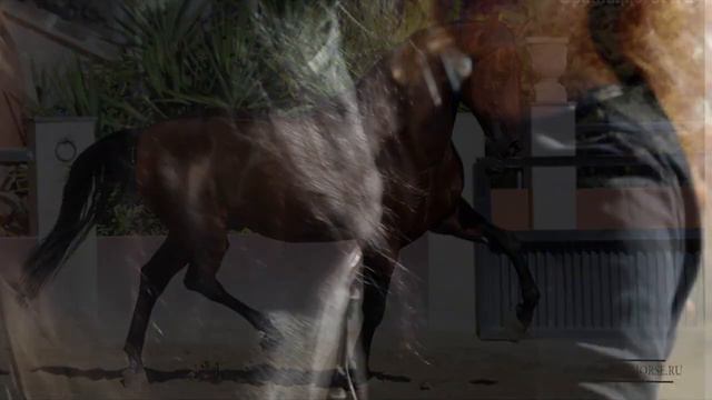 Андалузы и их стоимость смотреть онлайн