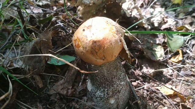 14.Липня 2023р. Зелений ЛіС.Прогулянка, гриби смотреть онлайн