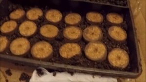 155#. Сажаем семена, используя Seed starter. 03/05/2016